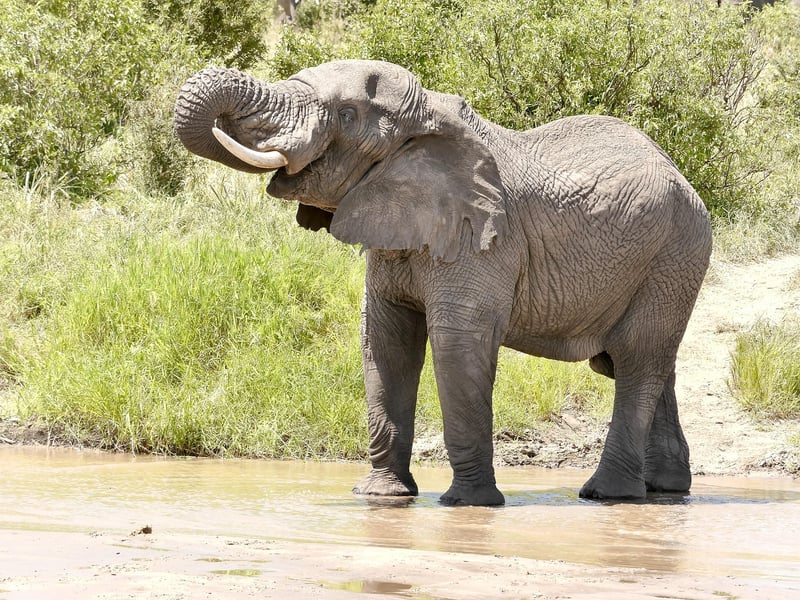 Safari experiences